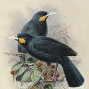 Huia (male and female)