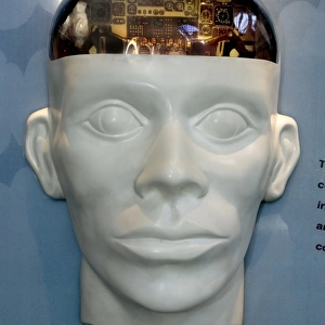 Human Brain Display