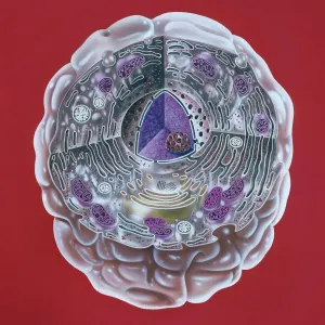 Prints of : Micro Photography