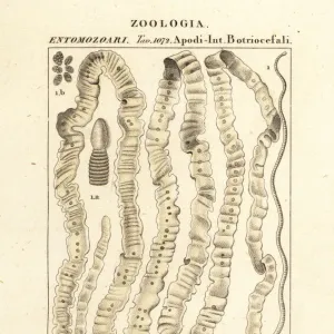 Human tapeworm, Taenia asiatica