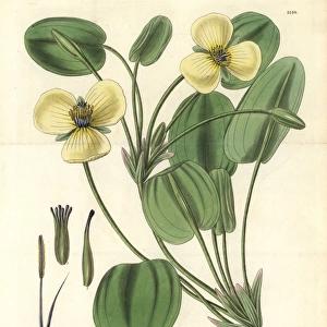 Humboldts limnocharis or water poppy, Limnocharis