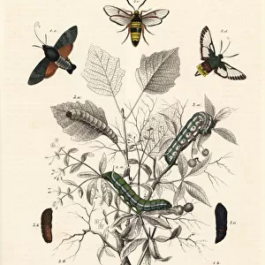 Hummingbird hawk-moth, broad-bordered bee