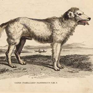Hungarian Pumi sheepdog
