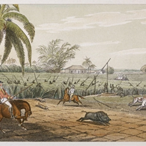 Hunting Boar 1807