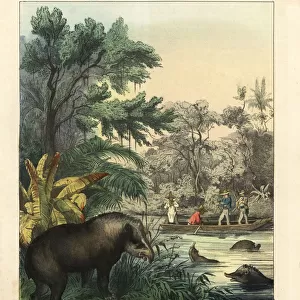 Hunting for tapirs, Tapirus terrestris (endangered)