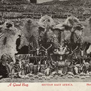 Hunting Trophies - A Good Bag - British East Africa