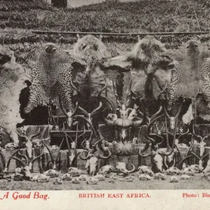 Hunting Trophies - A Good Bag - British East Africa