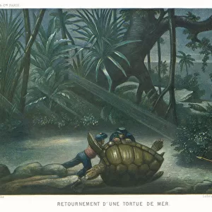 Hunting Turtles / 1865