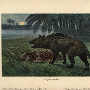 Hyaenodon, extinct genus of carnivorous creodonts