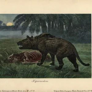 Hyaenodon, extinct genus of carnivorous creodonts