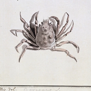 Hyas araneus, great spider crab