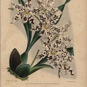 Hybrid odontoglossum orchid with white flowers