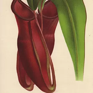 Hybrid pitcher plant raised by Dr Masters