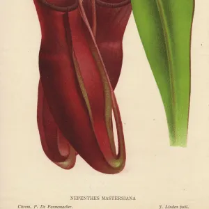 Hybrid pitcher plant raised by Dr Masters