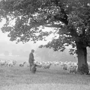 Hyde Park Shepherd