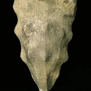 Hydnoceras tuberosum, fossil glass sponge