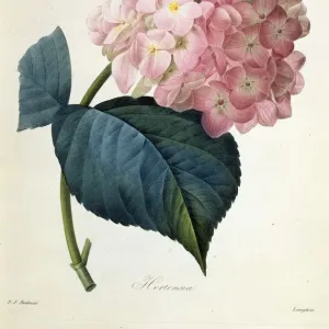 Hydrangea hortensis, French hydrangea