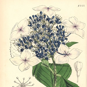 Hydrangea japonica var caerulea, Japan hydrangea