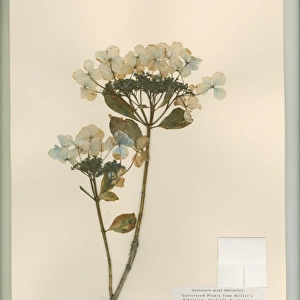 Hydrangea macrophylla Tricolor, bigleaf hydrangea