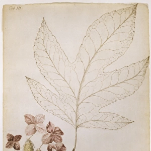 Hydrangea quercifolia, oak-leaf hydrange
