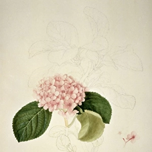 Hydrangea sp. hydrangea