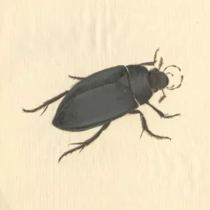 Hydrophilus piceus, great silver water beetle Hydrophilus piceus, great silver water beetle