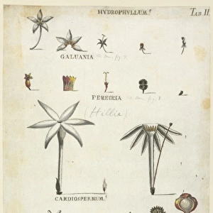 Hydrophyllum, Galuania, Fereiria, Cardiospermum, Correia