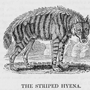 Hyena (Bewick)