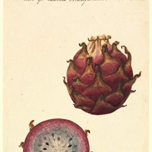 Hylocereus triangularis, pitahaya fruit