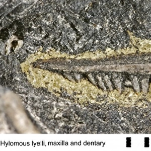 Hylomous lyelli