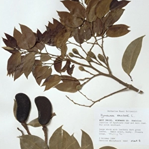 Hymenaea courbaril, jatoba tree