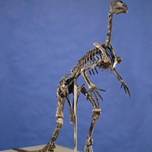 Hypsilophodon skeleton
