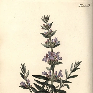 Hyssop, Hyssopus officinalis