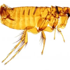 Hystrichopsylla talpae talpae, mole flea Hystrichopsylla talpae talpae, mole flea