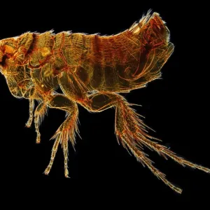 Hystrichopsylla talpae talpae, mole flea Hystrichopsylla talpae talpae, mole flea