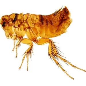 Hystrichopsylla talpae talpae, mole flea Hystrichopsylla talpae talpae, mole flea