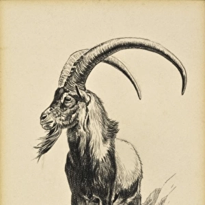 An Ibex Ram
