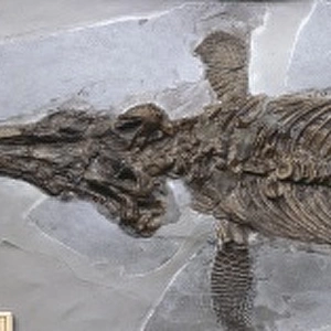 Ichthyosaurus communis (Conybear)