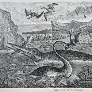Ichthyosaurus, Pterodactylus, Plesiosaurus