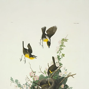 Icteria virens, yellow-breasted chat