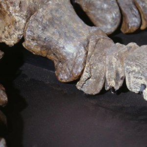 Iguanodon arthritic toe