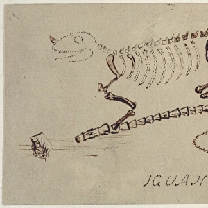 Iguanodon reconstruction by Gideon Mantell