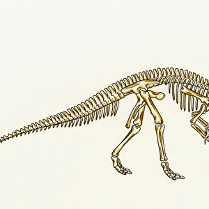 Iguanodon skeleton