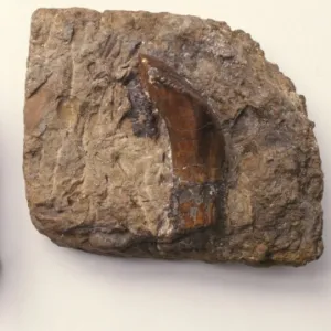 Iguanodon teeth