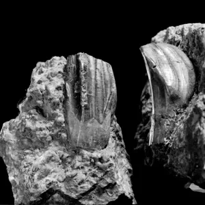 Iguanodon teeth