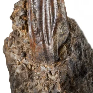 Iguanodon tooth