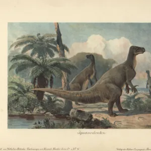 Iguanodons were herbivorous dinosaurs