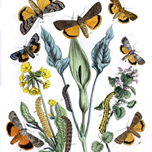 Illustration, Agrotidae