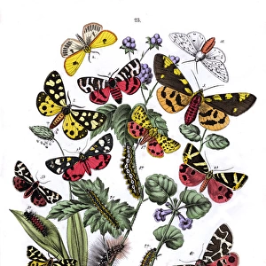 Illustration, Arctiidae