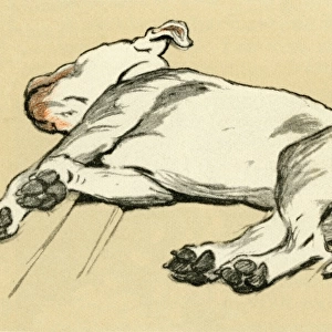 Illustration by Cecil Aldin, bull terrier lying down
